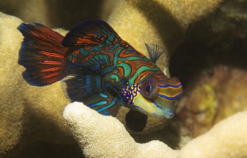 Mandarin Fish